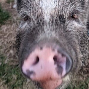 Meet your Posher, Posh